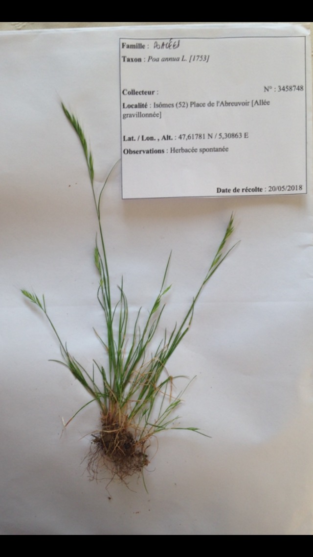 Annexe Poa annua, Poacées.jpeg