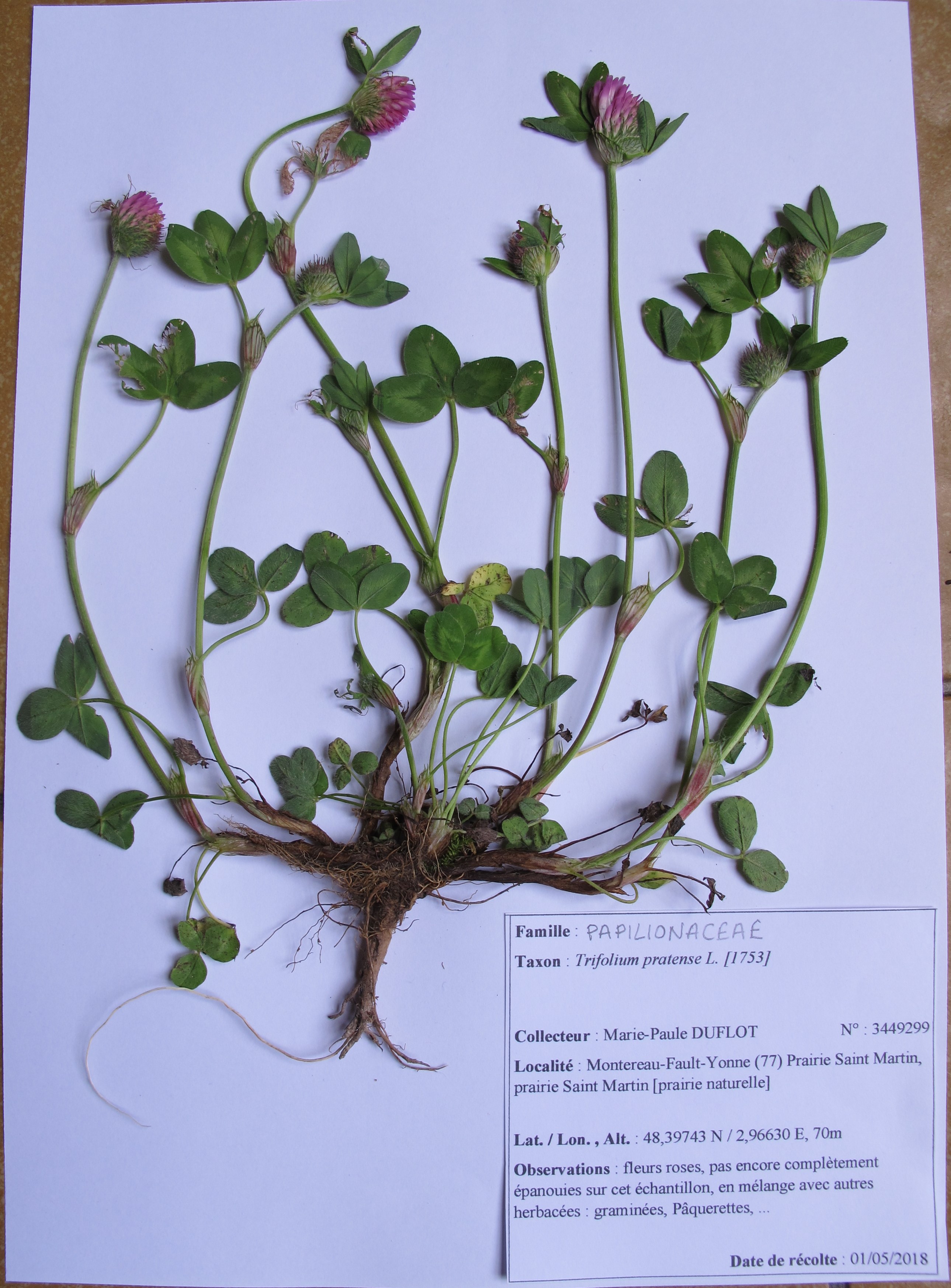 jeune pousse d'orobanche, de couleur beige. On voit sa tige relativement épaisse, sans feuille ainsi qu'un épi de fleurs encore en bouton