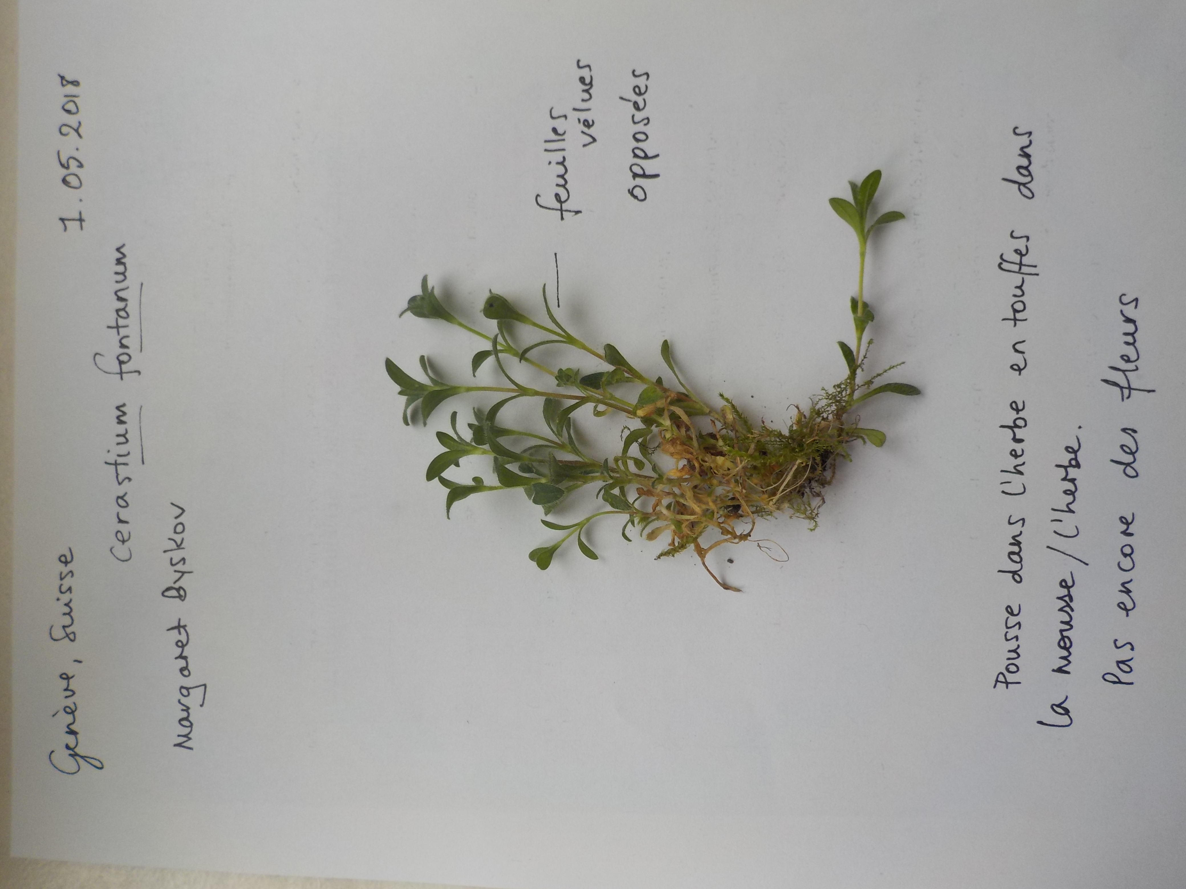 Cerastium  fontanum herbier