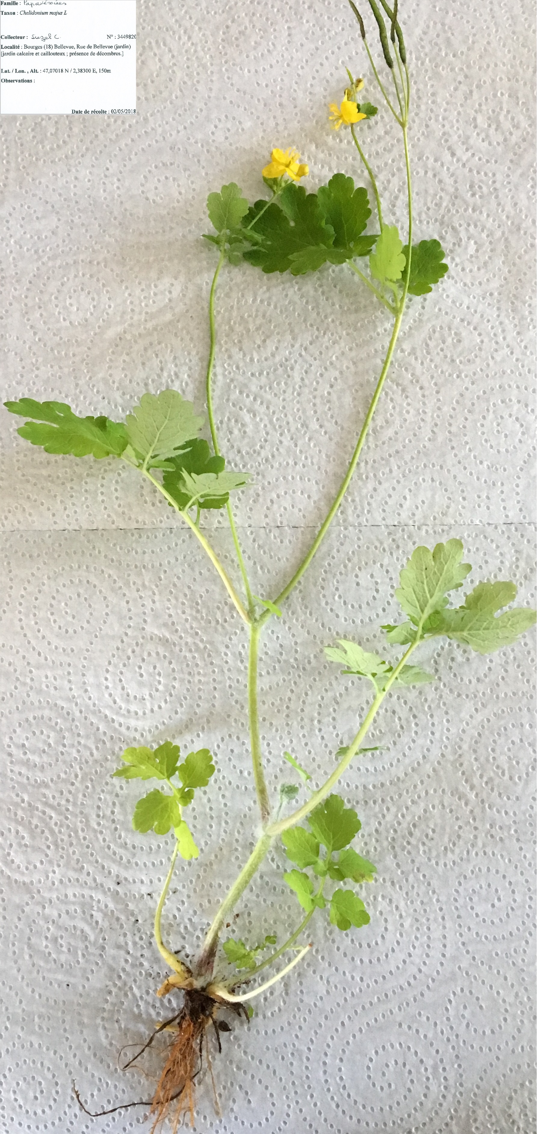 Un pied de Chélidoine fraîchement cueilli avec son étiquette d'identification.