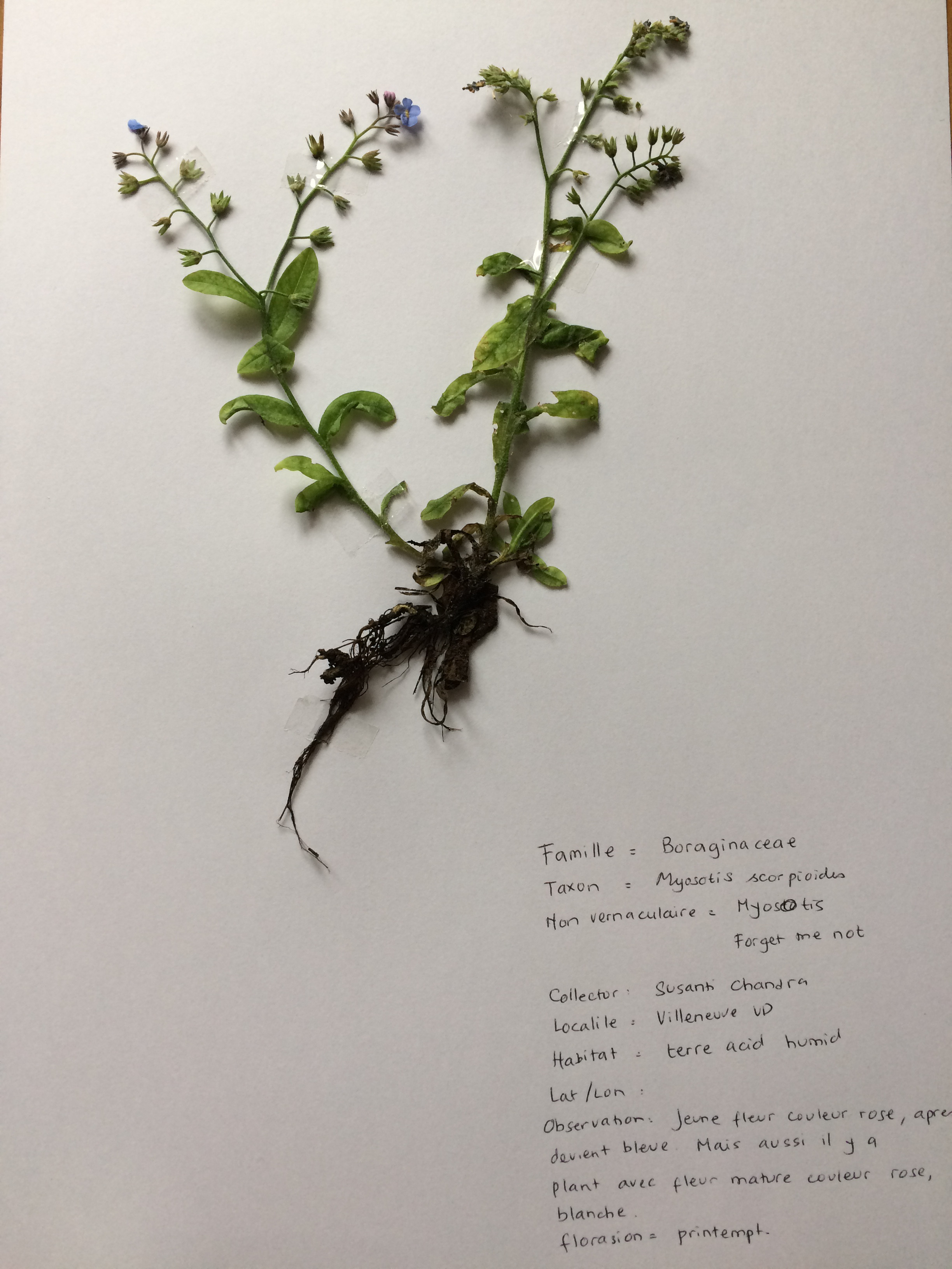 Myosotis scorpioides