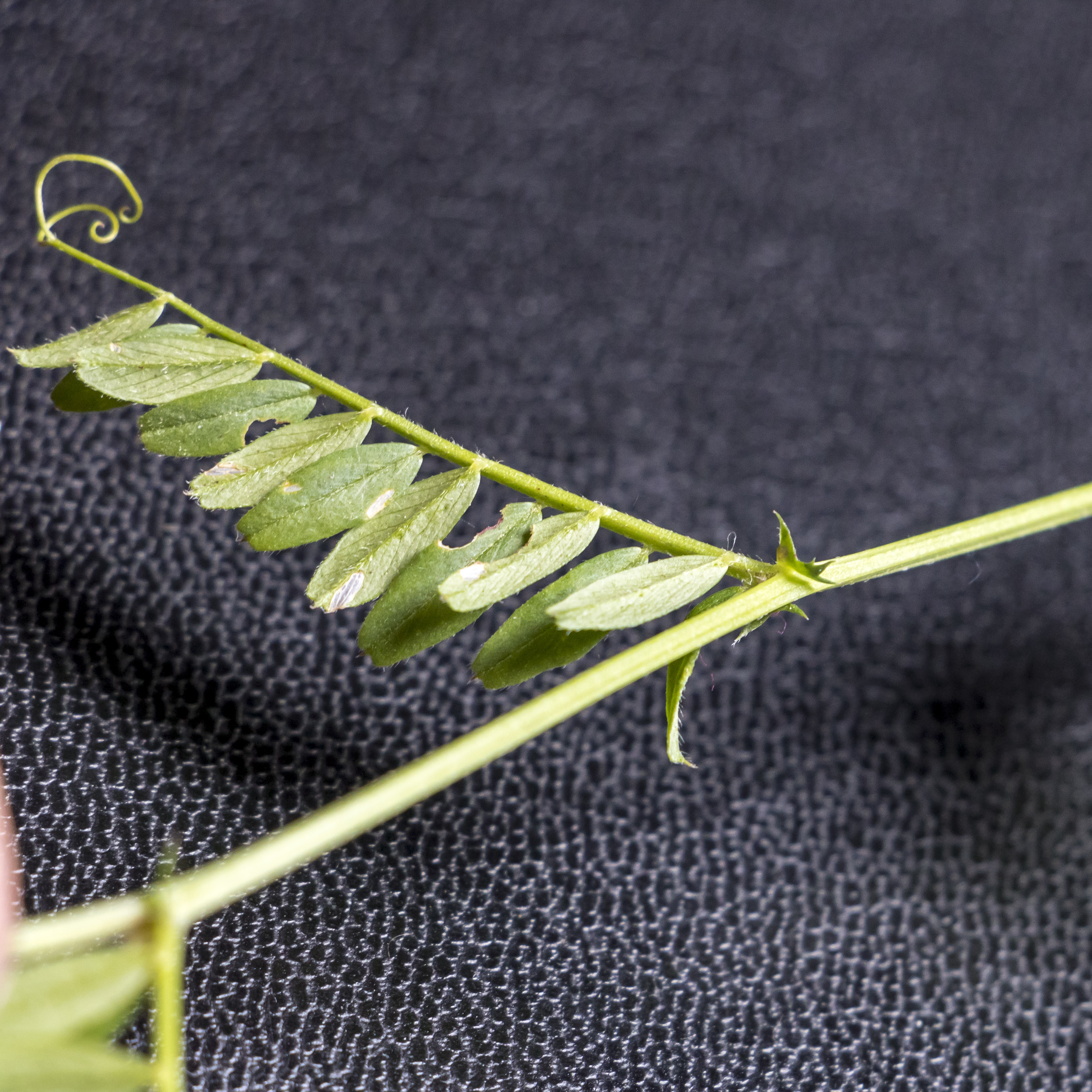 Stipule Vicia sativa