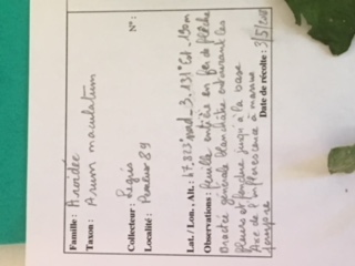 étiquette de l'Arum maculatum