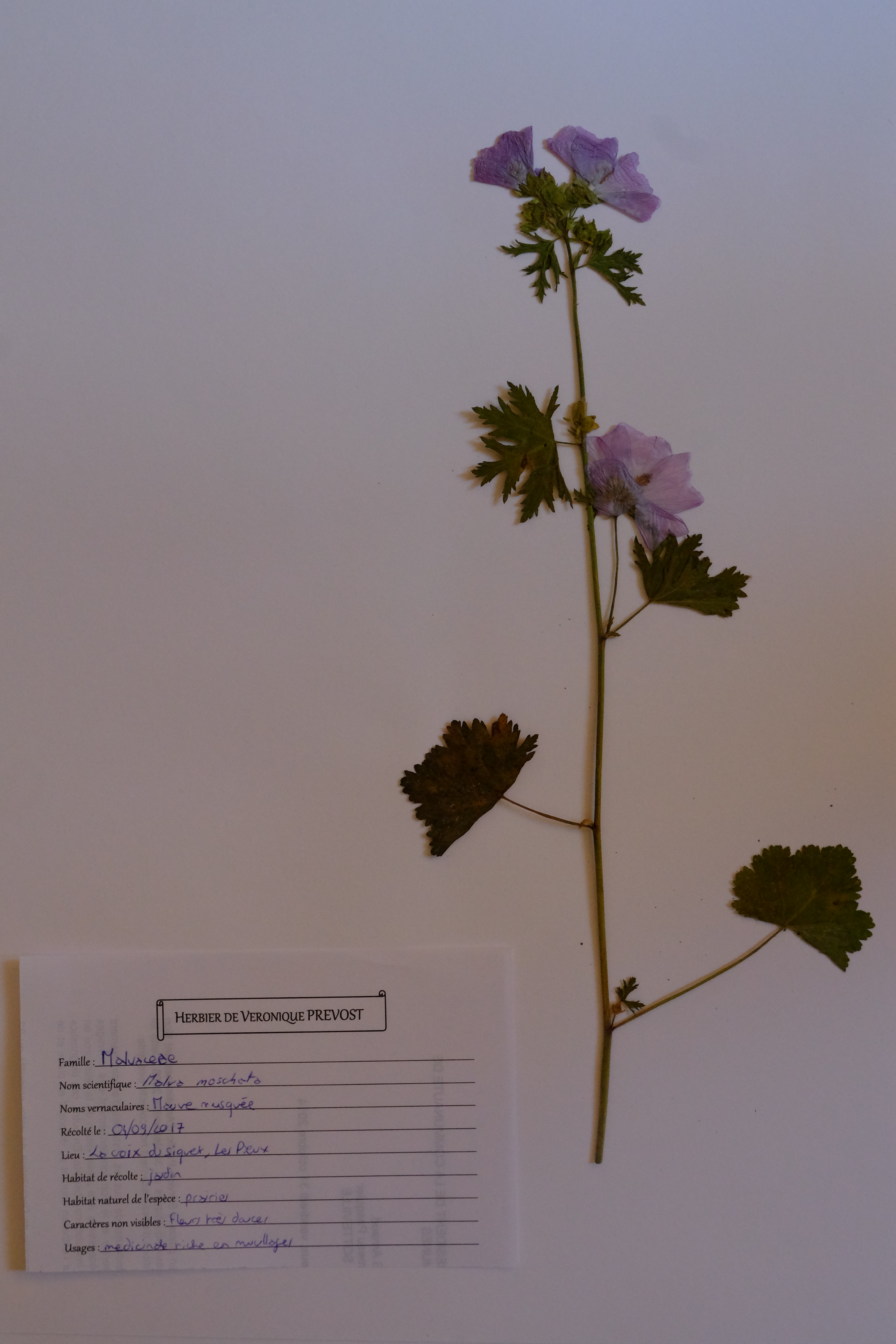 Mauve musqu' déposée en herbier