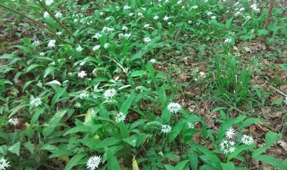 Ail des Ours vue générale