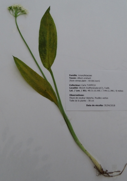 Planche Herbier Ail des Ours