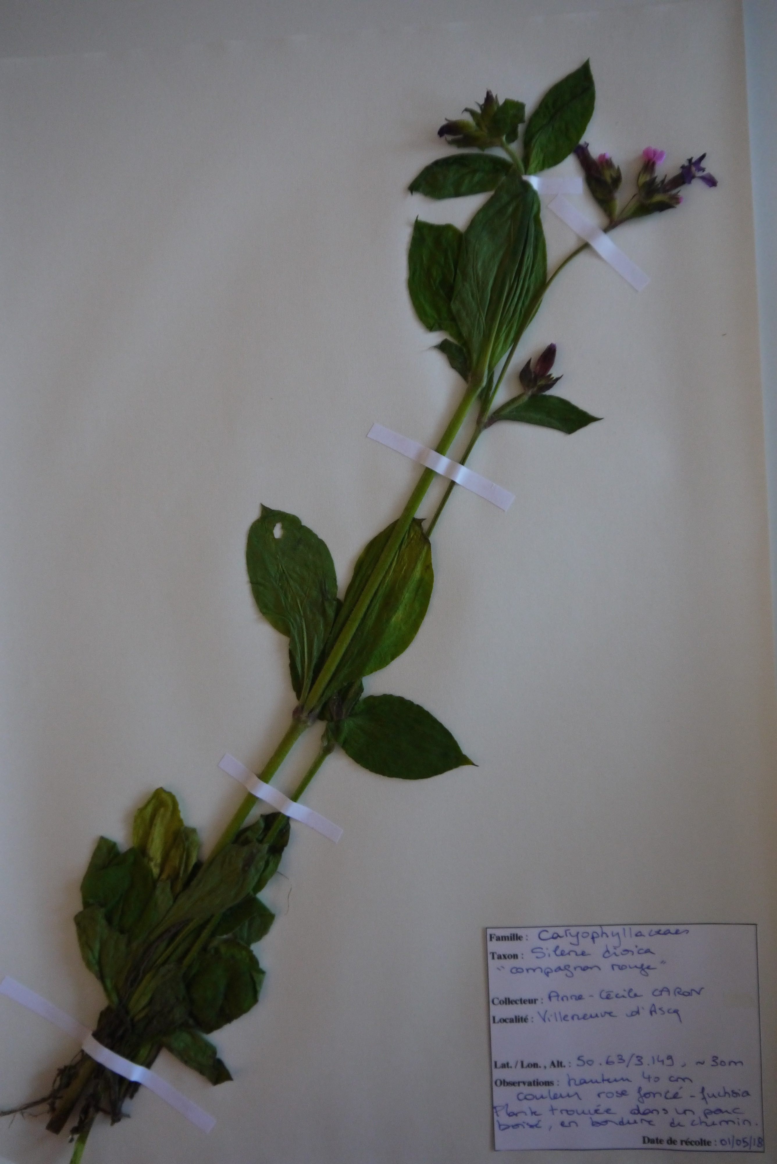 planche d'herbier - Silene dioica