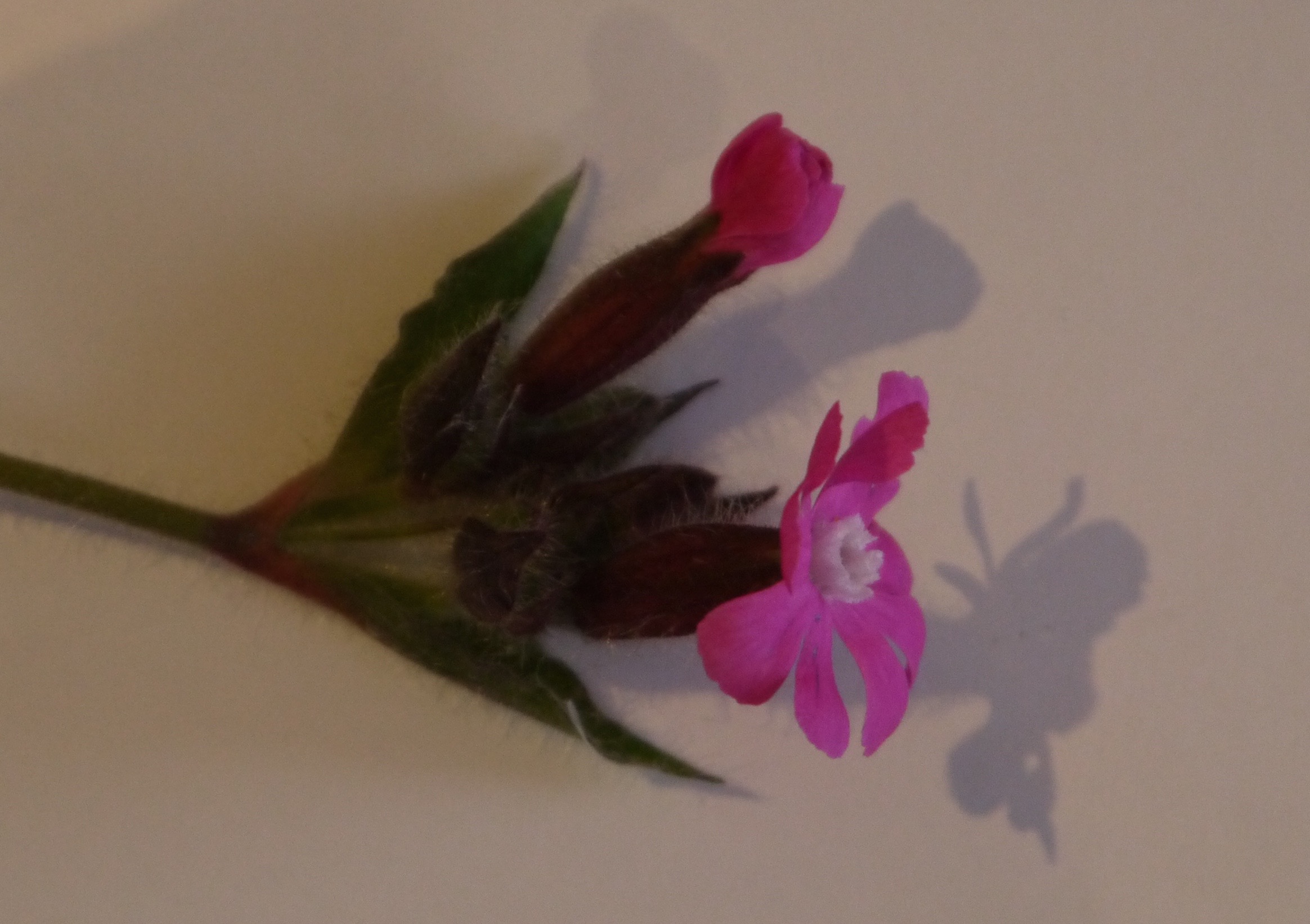 Fleur de Silene dioica