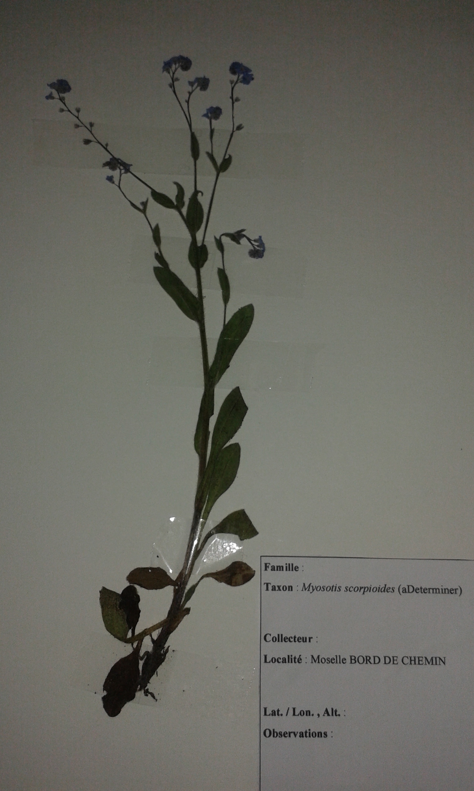 Myosotis scorpioides