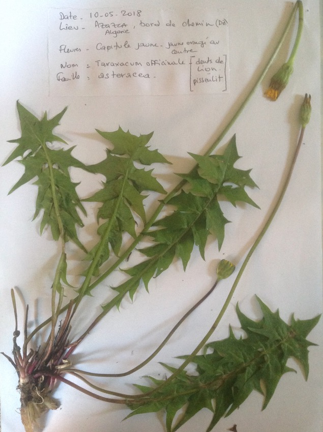 planche d'herbier du pissenlit