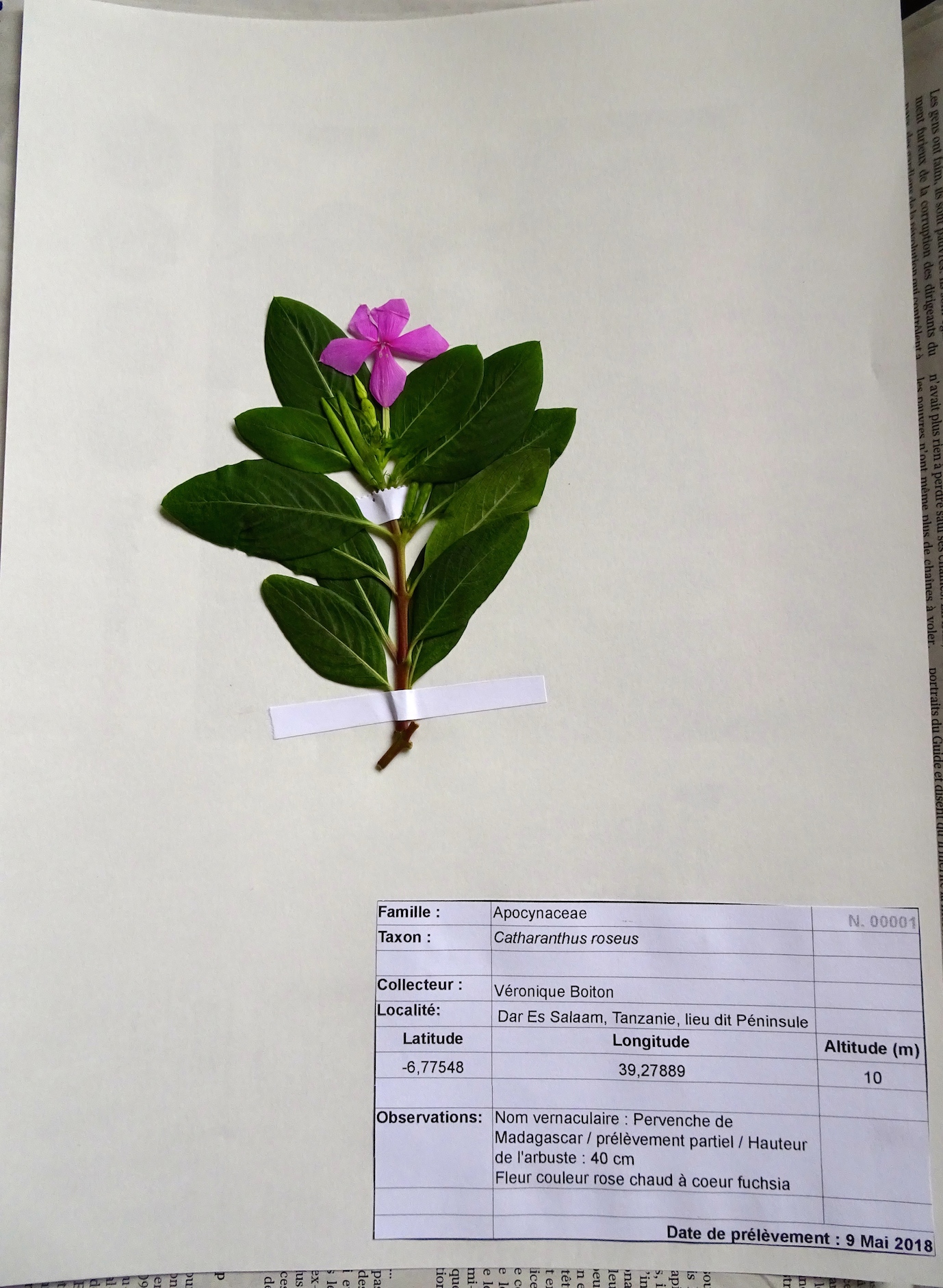 Catharanthus roseus