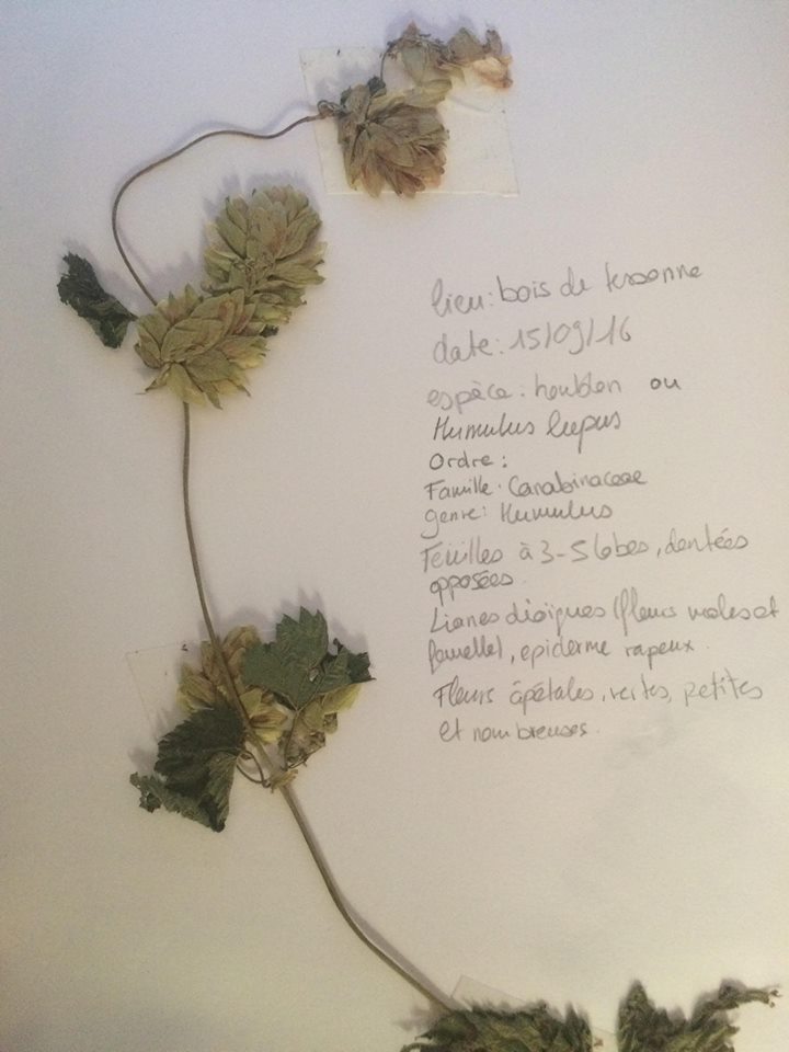 Houblon herbier