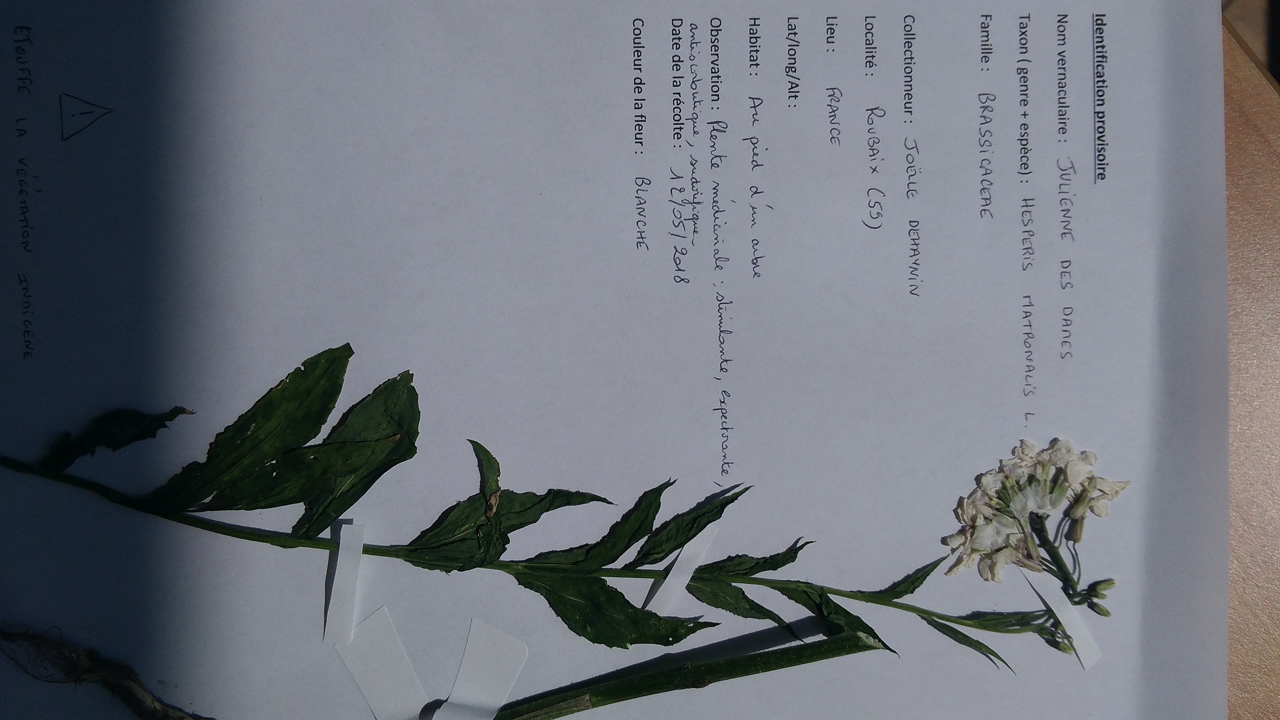 Planche qui présente une julienne des dames, feuille étroites, alternes et une fleur blanche en corymbe