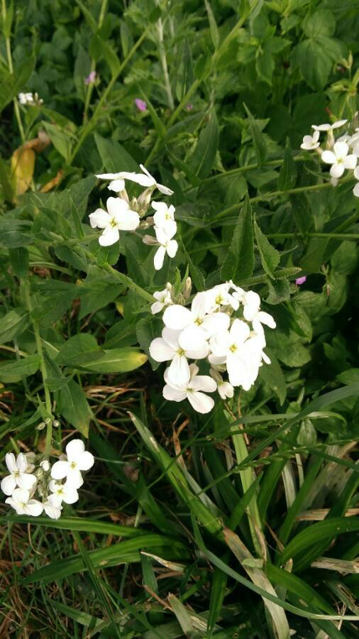photo de la julienne des dames dans la nature