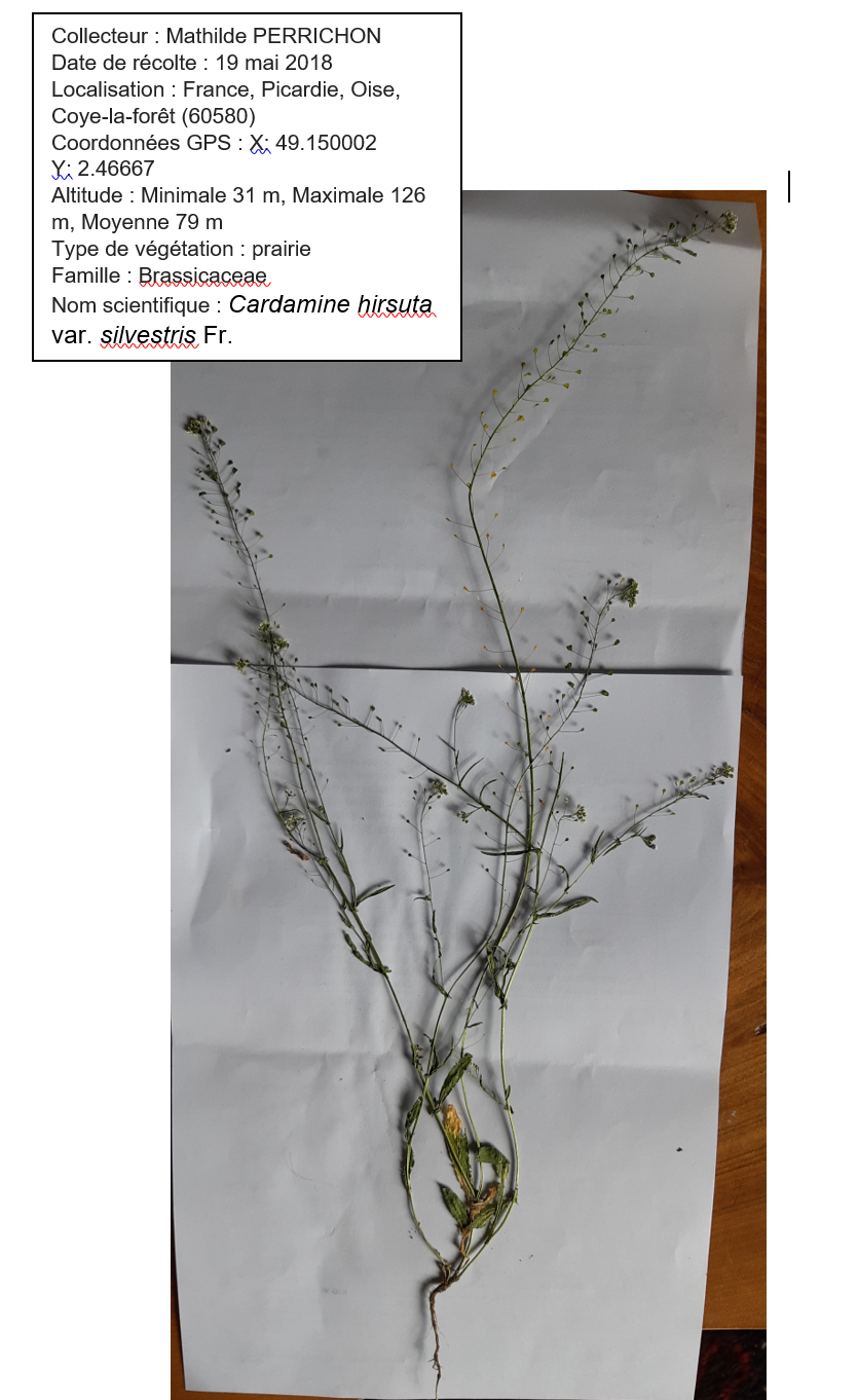 photo de cardmine hirsute avec étiquette herbier