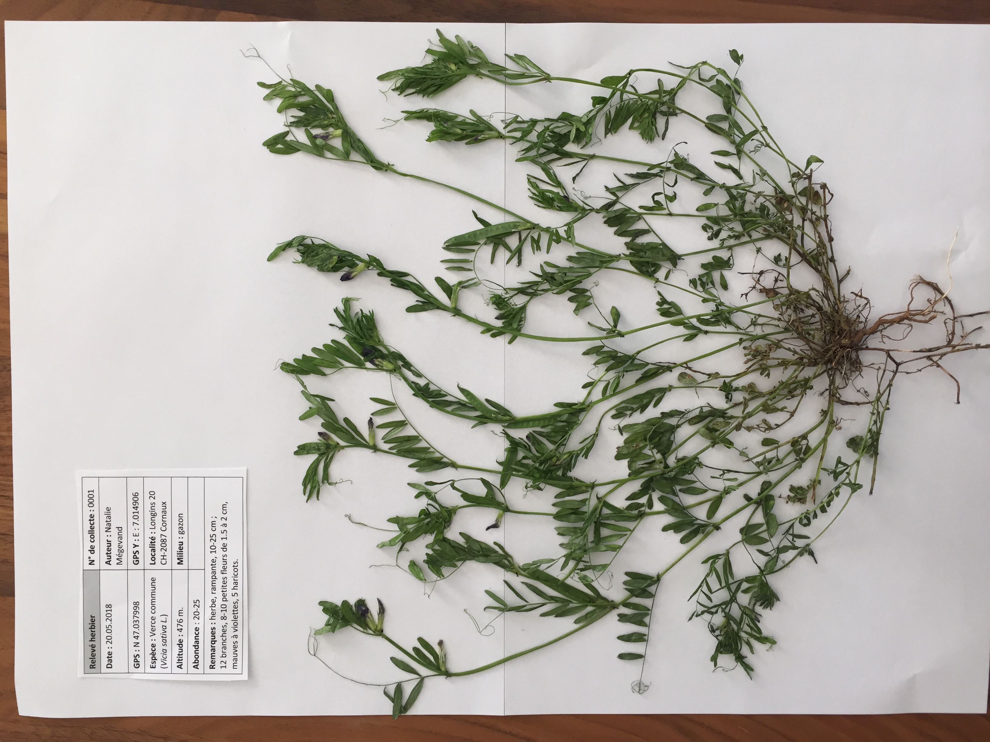 Verce commune_herbier