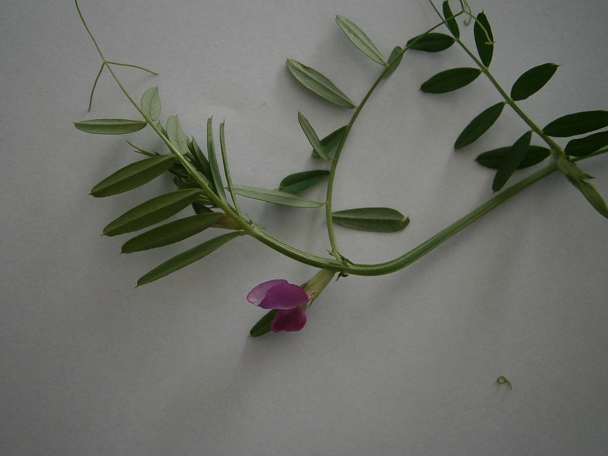 Verce commune_herbier