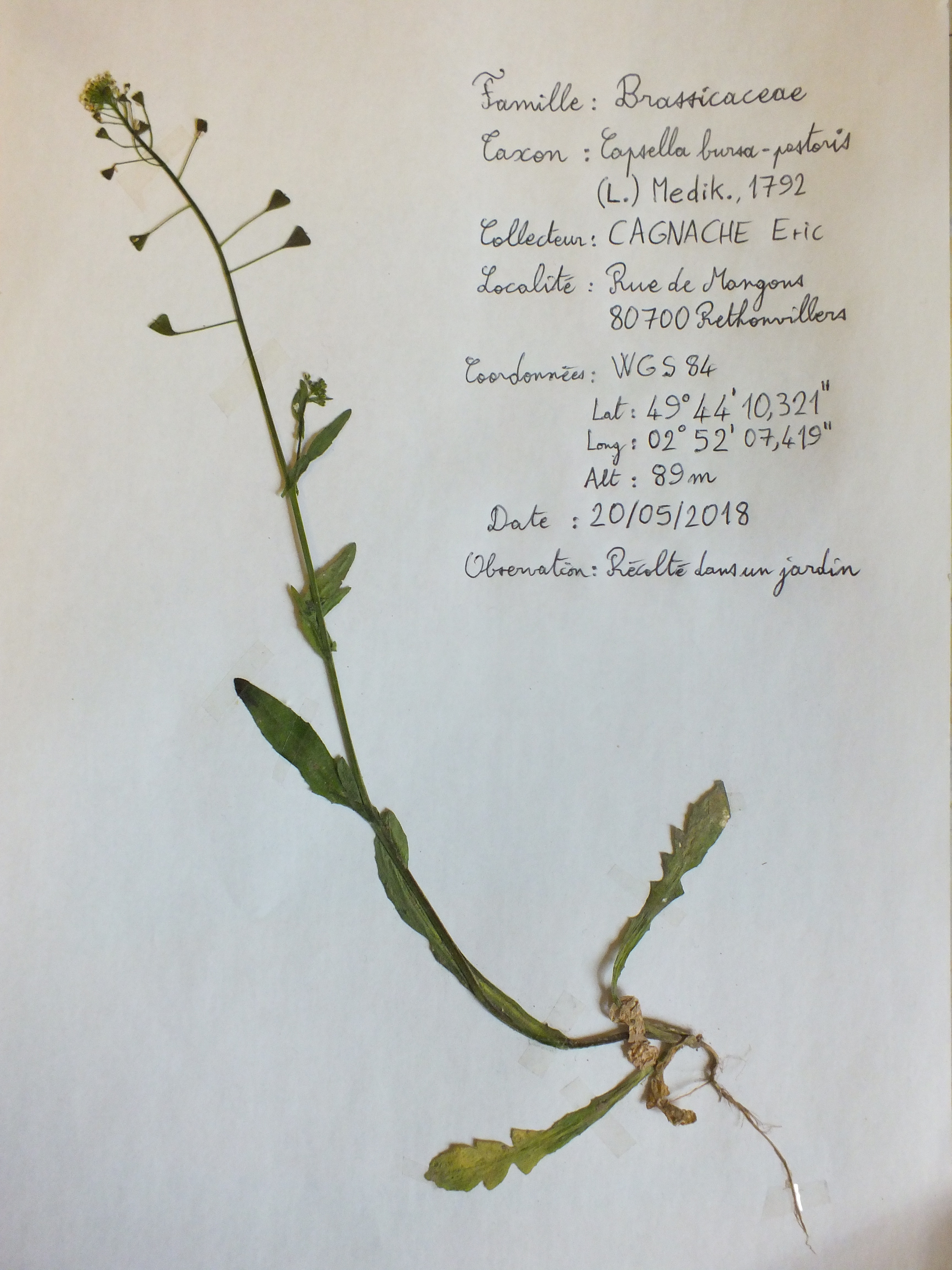 Herbier Capselle Bourse-à-Pasteur