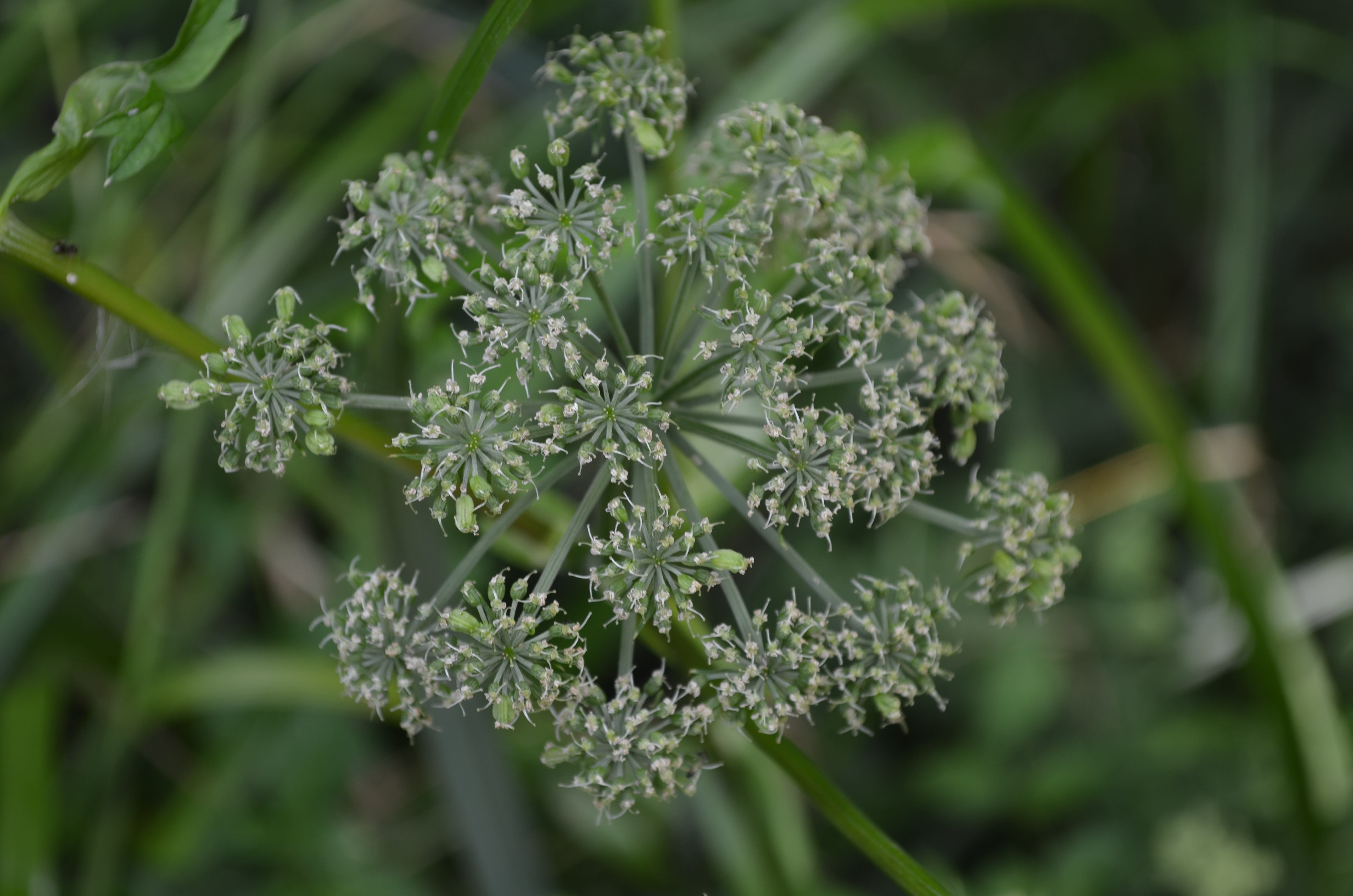 Annexe Angelica heterocarpa Arcins 01  09 2015 00005.JPG