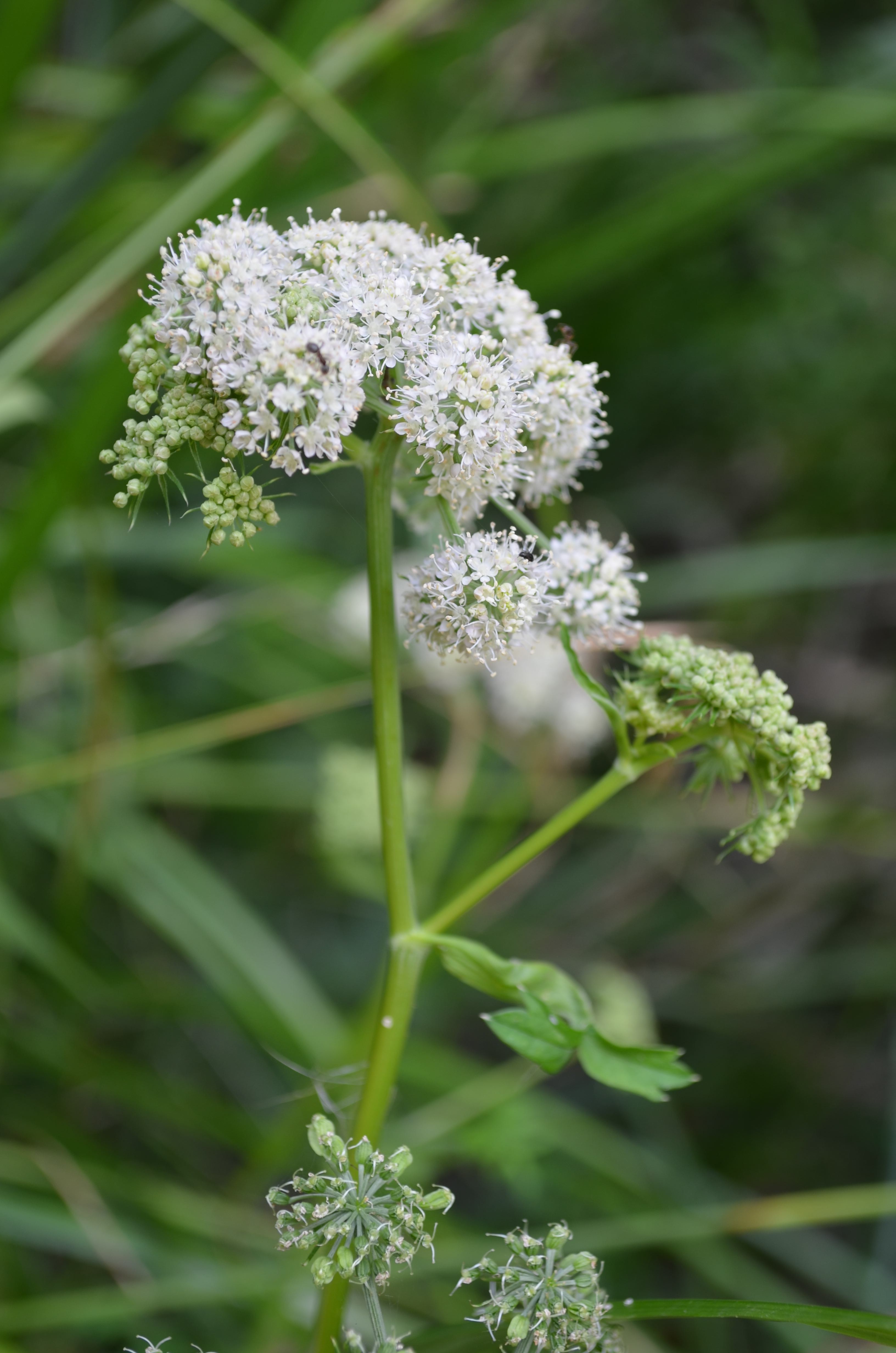 Annexe Angelica heterocarpa Arcins 01  09 2015 00006.JPG