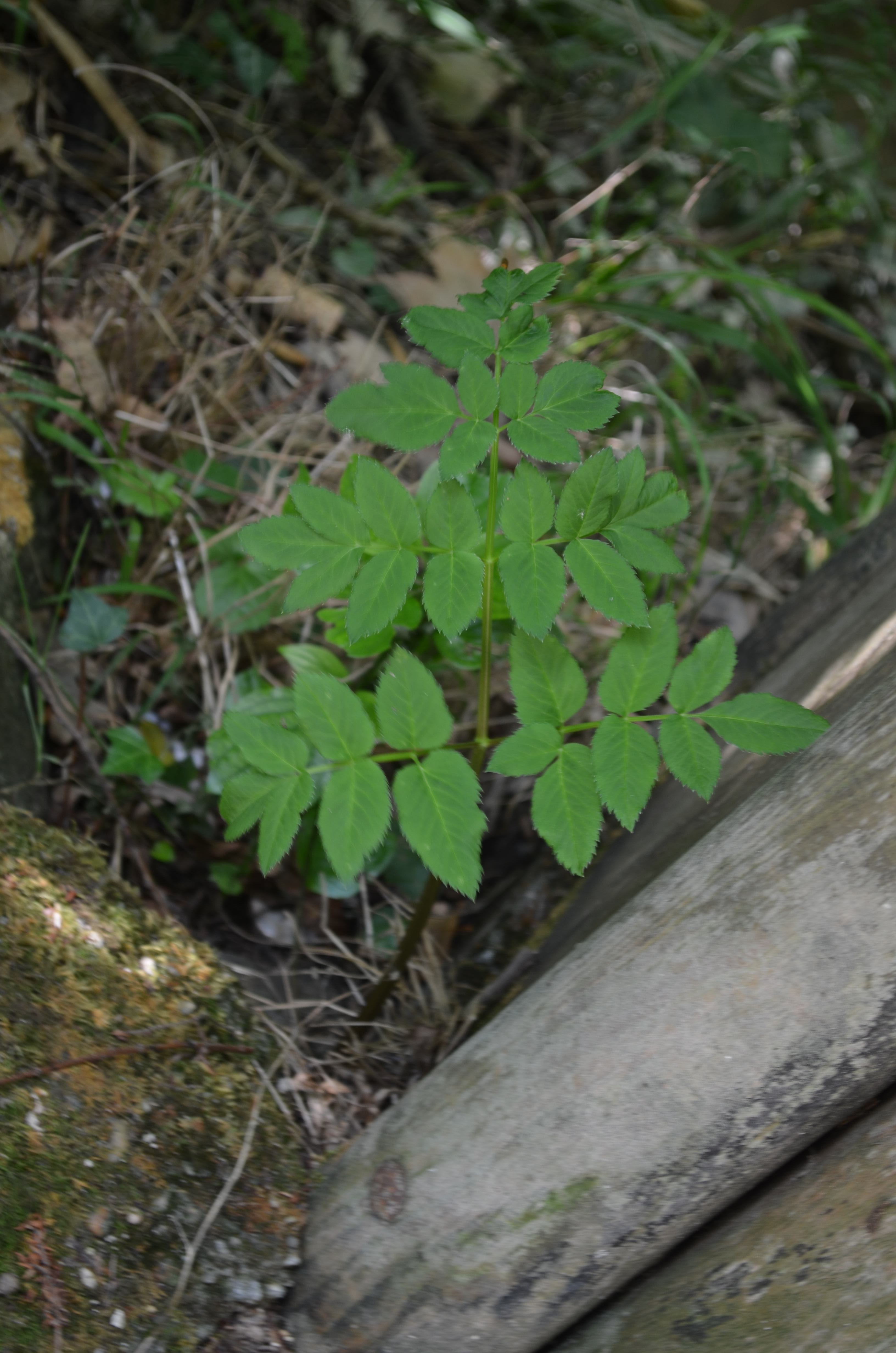 Annexe Angelica heterocarpa Arcins 01  09 2015 00007.JPG