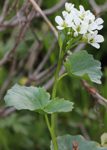 Annexe Cardamine asarifolia L..jpg