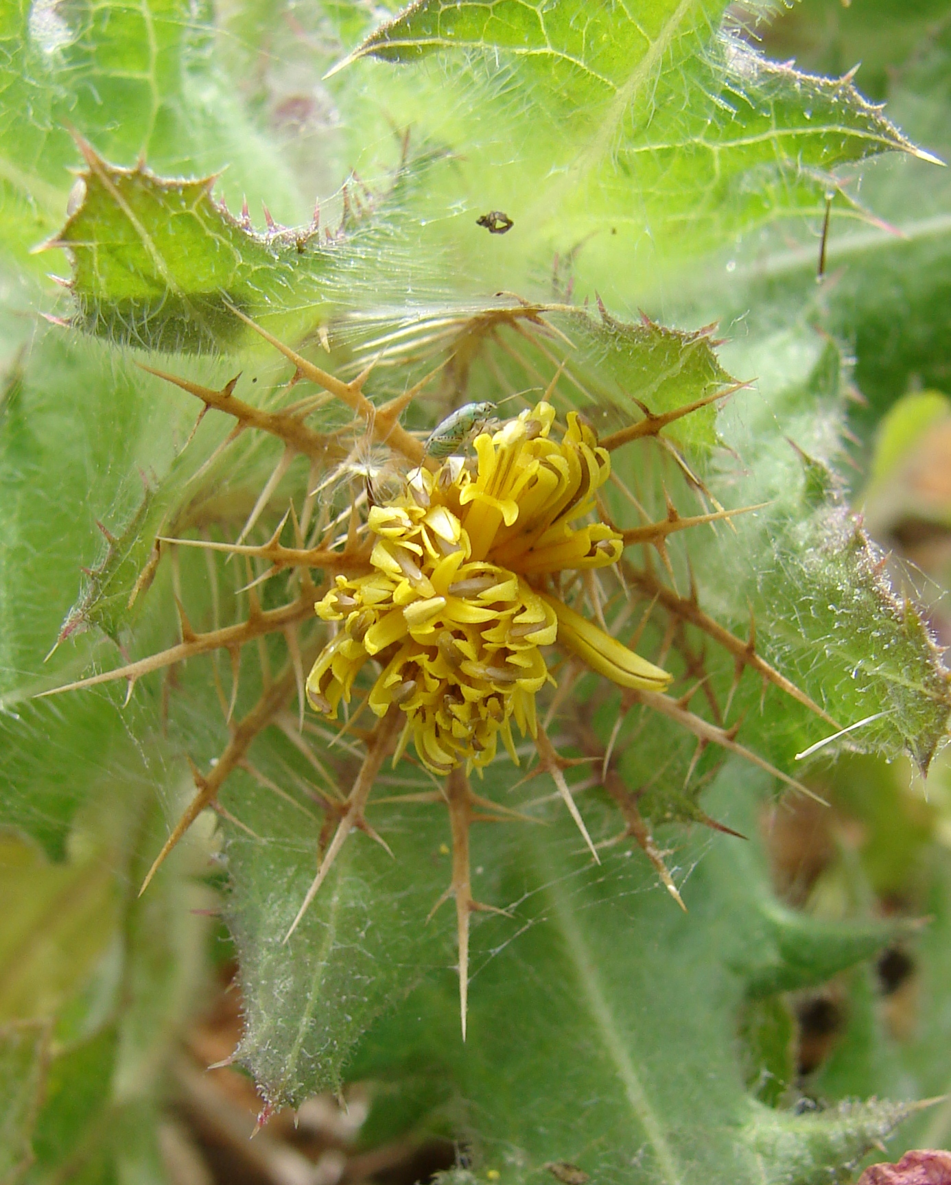 Annexe Centaurea benedicta (L.) L., 1763.jpg