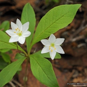 Annexe Lysimachia europaea (L.) U.Manns  Anderb..jpg