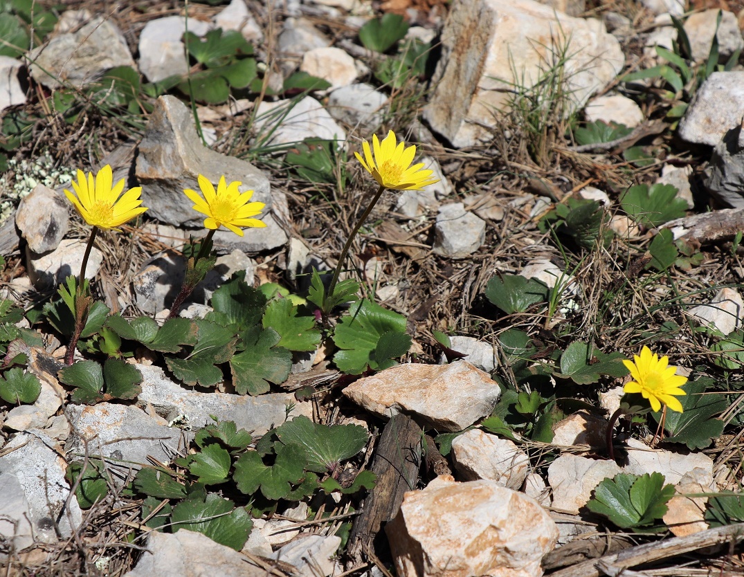 Annexe Anemone palmata.jpg