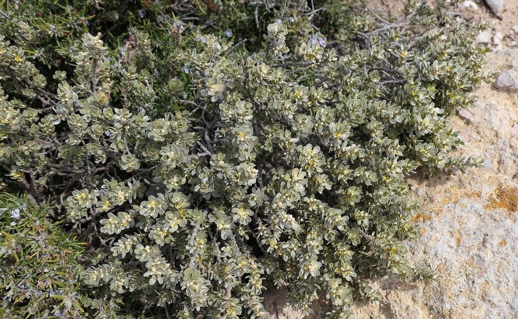 Annexe Thymelaea tartonraira.JPG