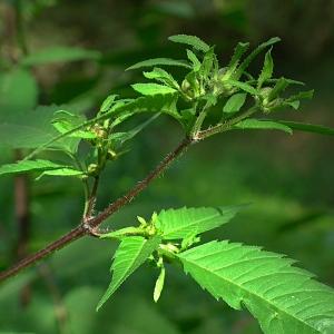 Annexe img_000089635CRS[1].jpg