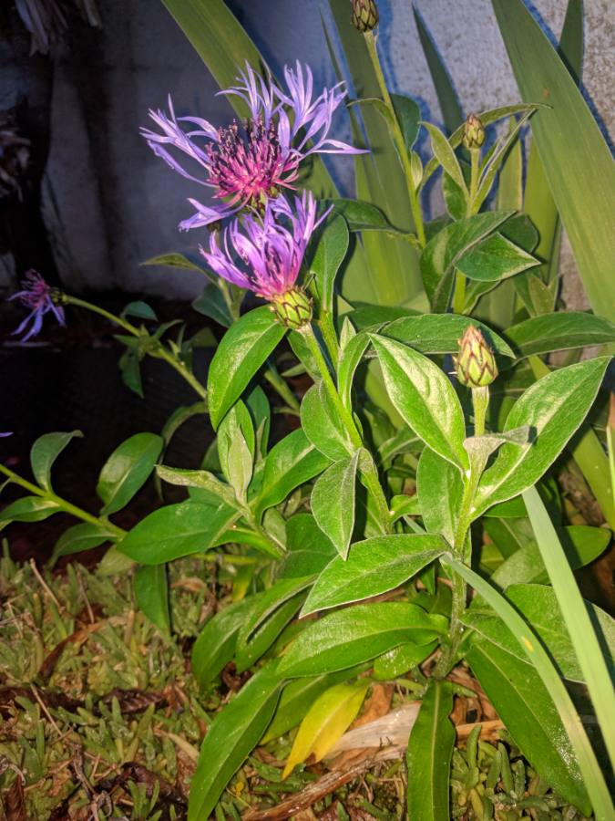 Annexe 20180429-210546.jpg