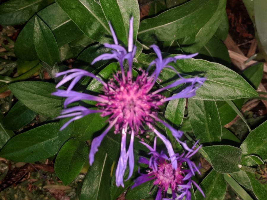 Annexe 20180429-210557.jpg