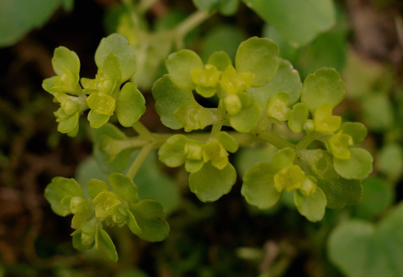 Annexe Dorine à feuilles opposées vue de près.jpg