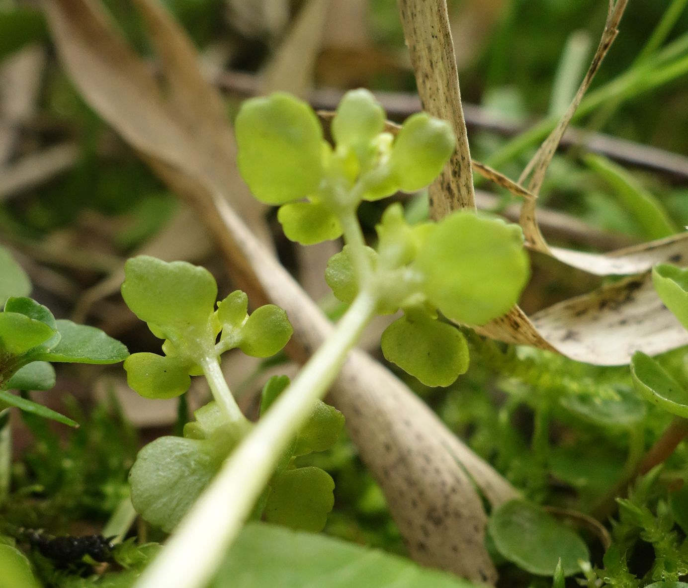 Annexe Dorine à feuilles opposées, feuilles supérieures.jpg