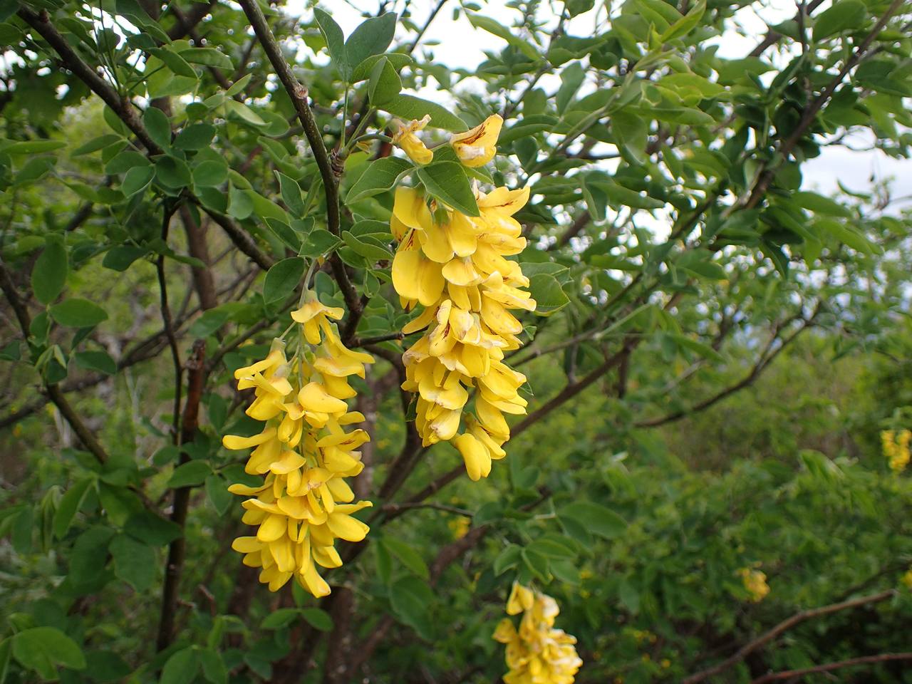 Annexe Laburnum anagyroides Medik.jpg