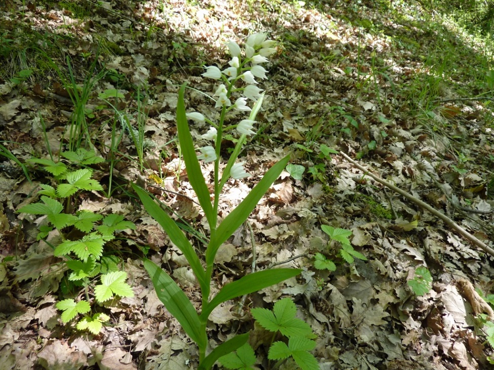Annexe Cephalanthera longifolia 4.JPG