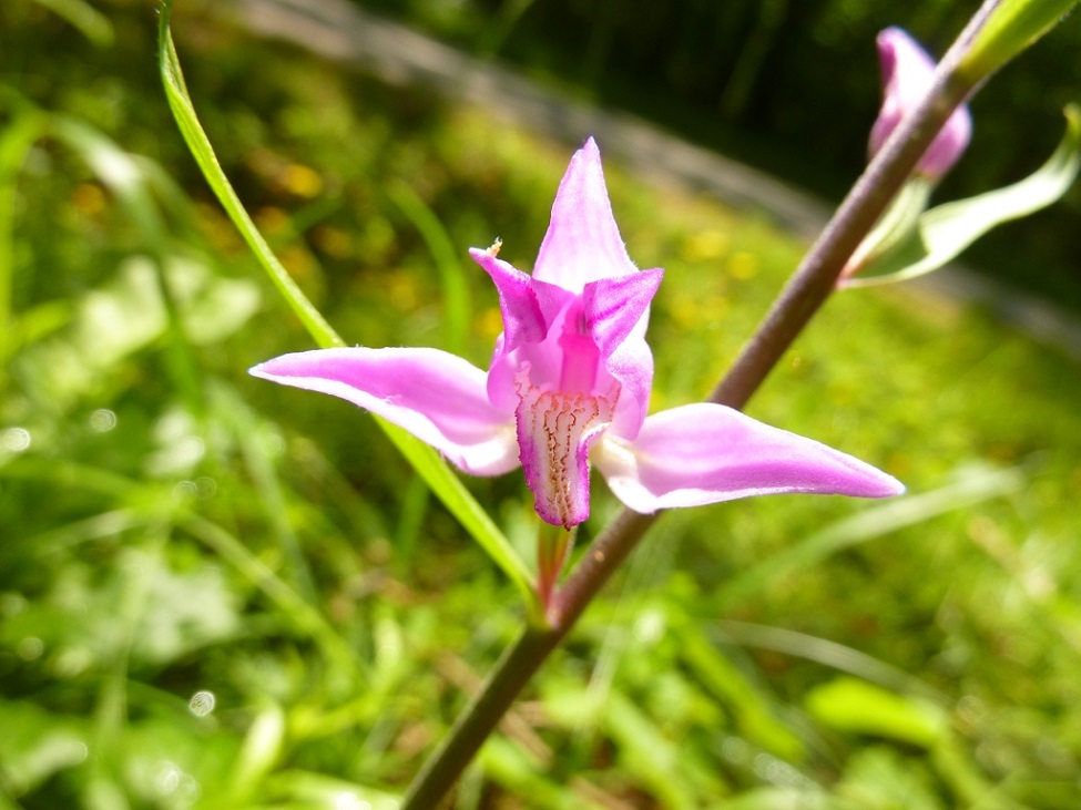Annexe Cephalanthera rubra 4.JPG