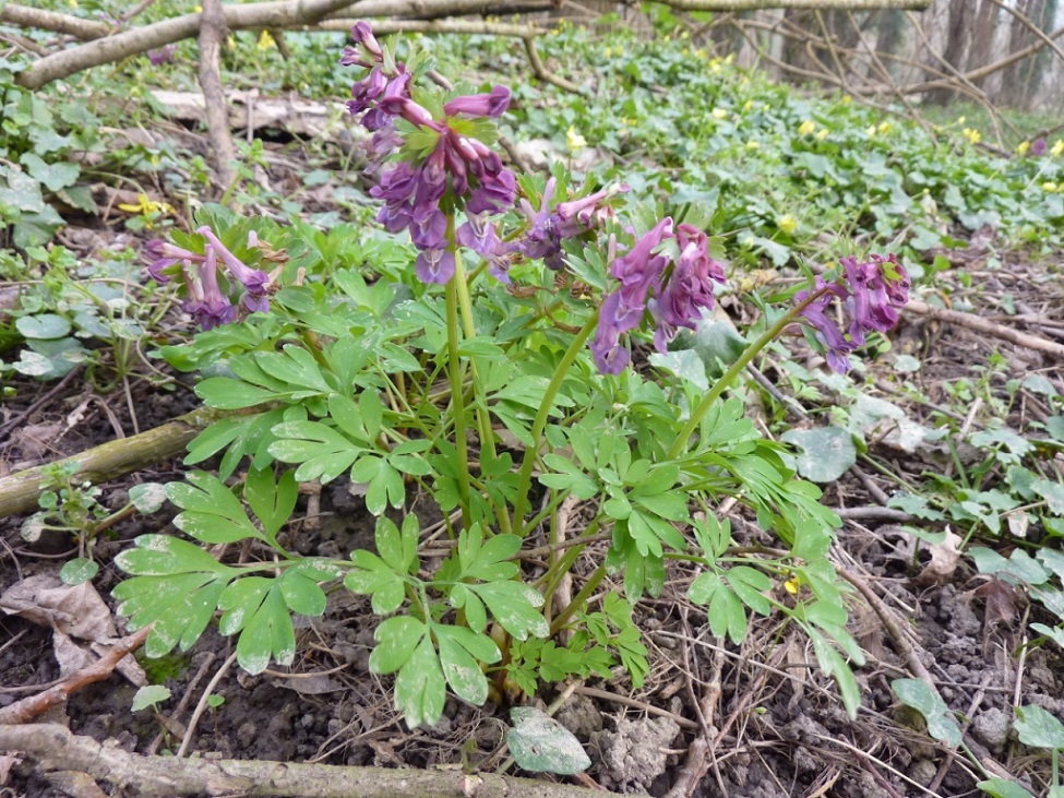 Annexe Corydalis solida 5.JPG