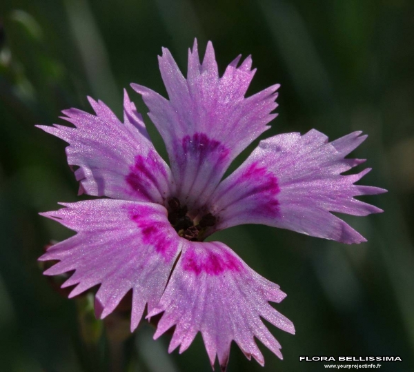 Annexe 6 5 Atelier ma précieuse - Dianthus caryophyllus.jpg