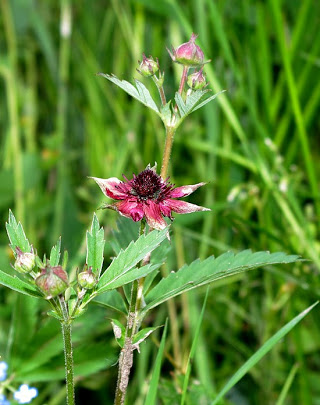 Annexe Potentilla palustris3 haut beaujolais.jpg