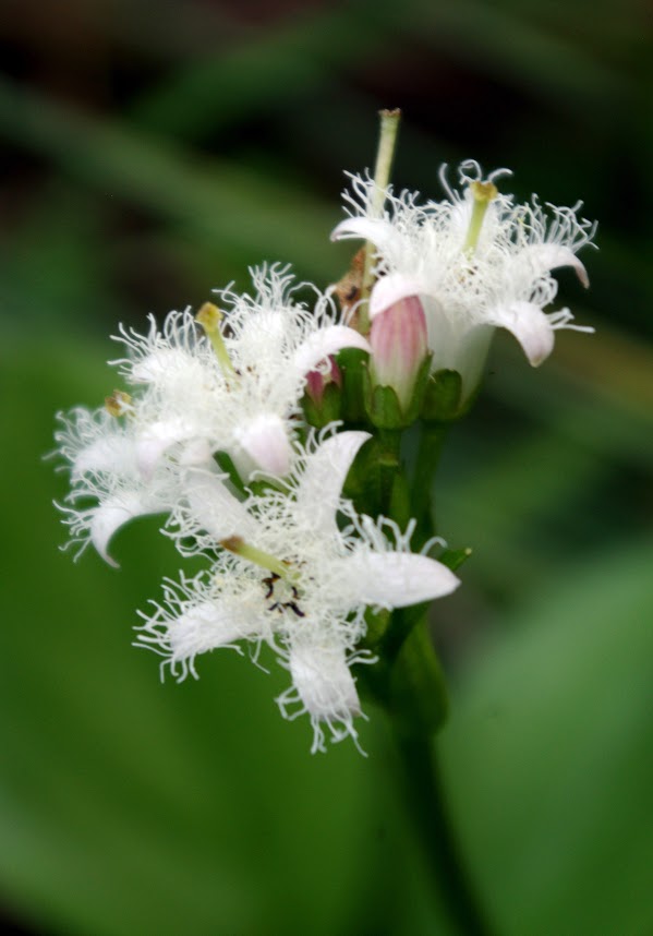 Annexe menyanthes trifoliata haut beaujolais.JPG