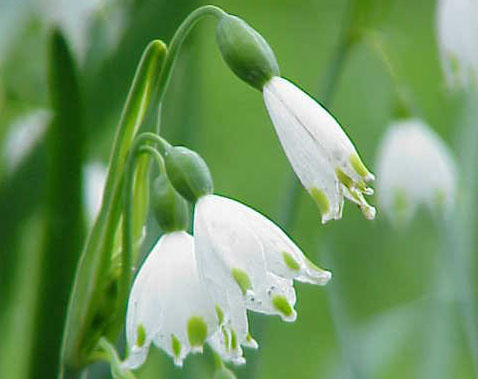 Annexe Nivéole dété.jpg