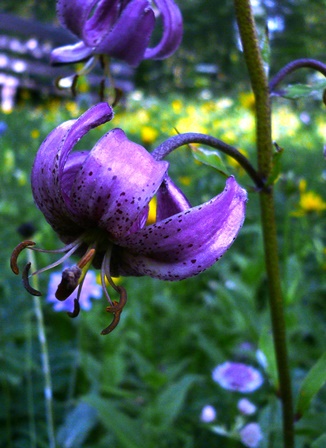 Annexe les orres et ormaret juillet 2014 046.JPG