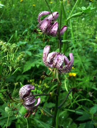 Annexe les orres et ormaret juillet 2014 049.JPG