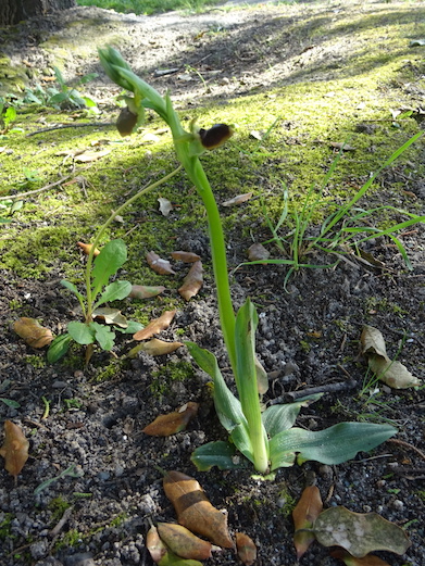 Annexe Ophrys aranifera .JPG