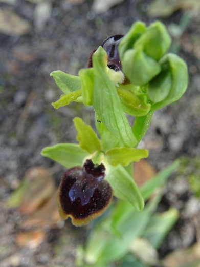 Annexe Ophrys aranifera 1.JPG
