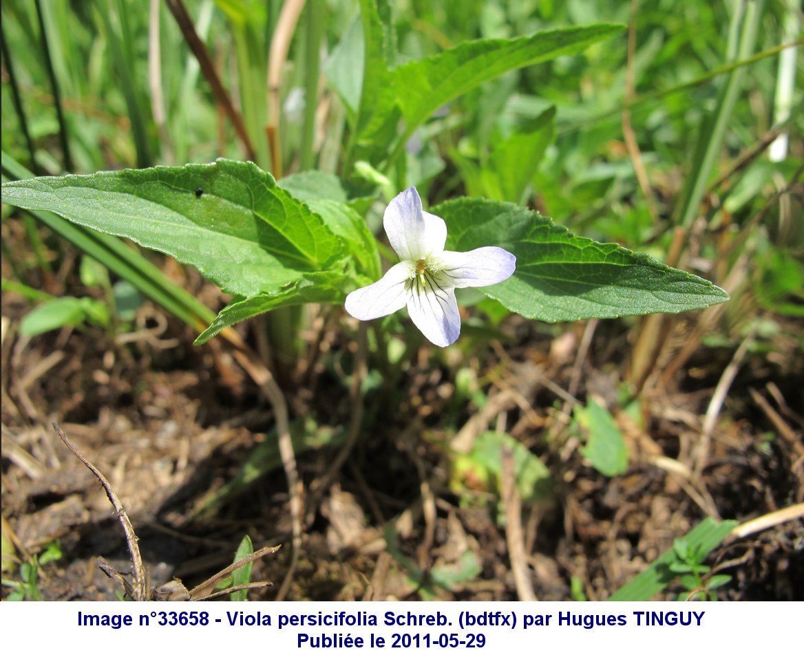 Annexe 06_02 Violette à feuilles de pêcher.jpg