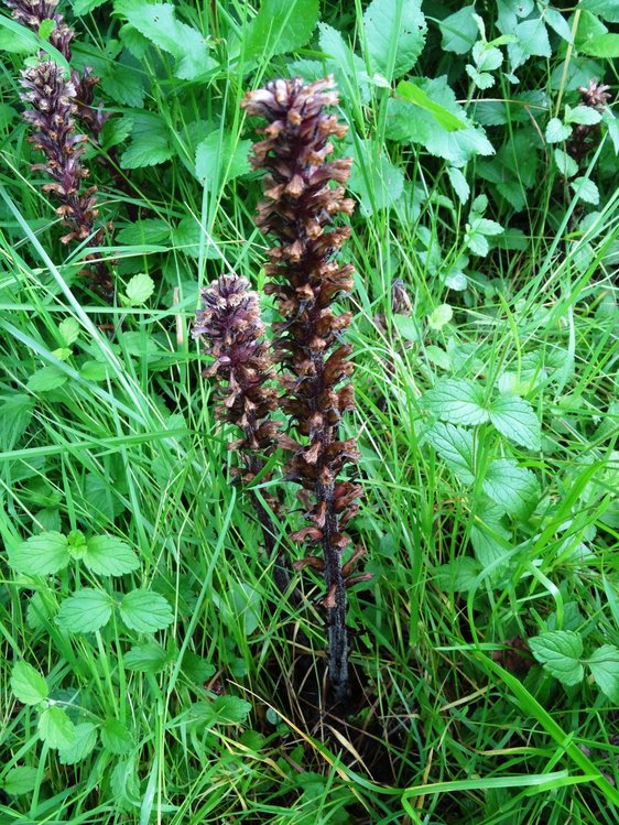 Annexe img002101008O.jpeg