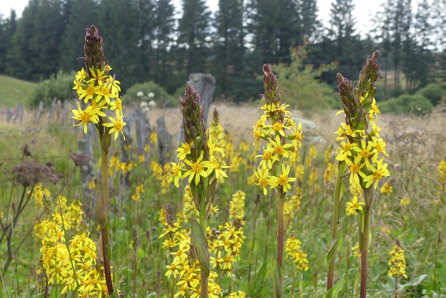 Annexe P1020688 - r.JPG